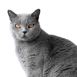 Британская короткошёрстная кошка